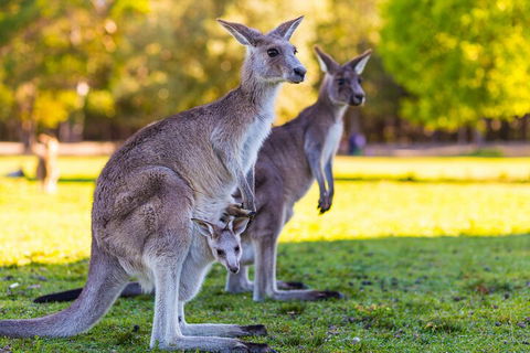LGBT+ Friendly Full Day Phillip Island Private Tour - Timeshare Accommodation 4