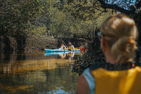 Kayak Tour In Adelaide Dolphin Sanctuary - Timeshare Accommodation 0
