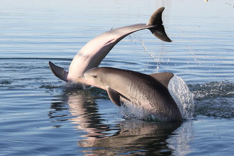 Kayak Tour In Adelaide Dolphin Sanctuary - Timeshare Accommodation 5