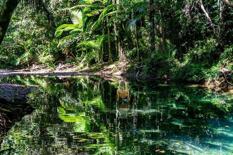 Daintree And Cape Tribulation Full Day Guided Tour - Timeshare Accommodation 1