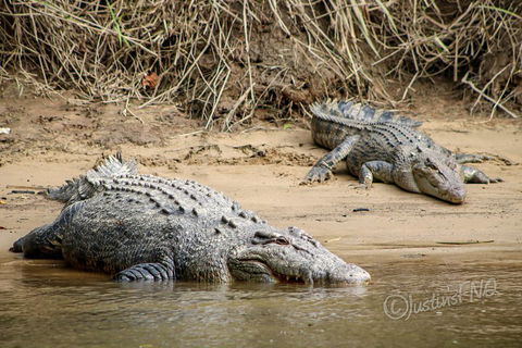 Daintree And Cape Tribulation Full Day Guided Tour - Timeshare Accommodation 3