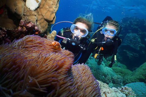 Quicksilver Dive 4 Day PADI Learn To Dive Course - Timeshare Accommodation 4