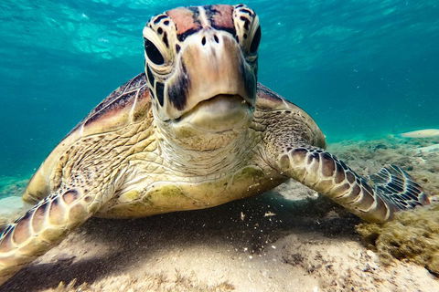 Sail, Snorkel, SUP & Kayak Charter Whitsundays - Timeshare Accommodation 0