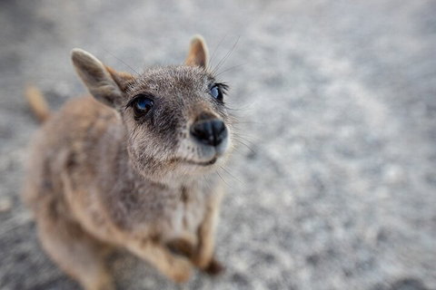 Chillagoe Caves And Outback Day Trip From Cairns - Timeshare Accommodation 2