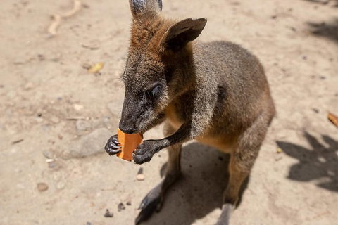 Chillagoe Caves And Outback Day Trip From Cairns - Timeshare Accommodation 5