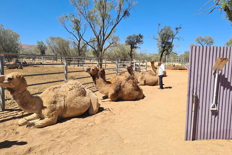 West MacDonnell Ranges Half-Day Small-Group Tour With Camel Ride - Timeshare Accommodation 0