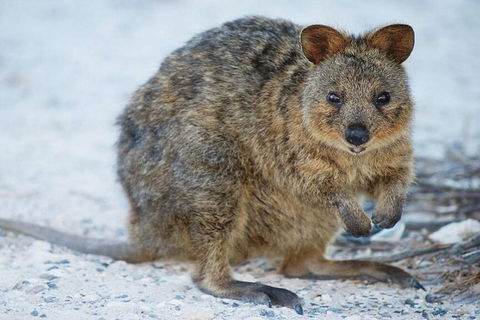 Rottnest Island Bike, Snorkel & Ferry Package From Perth - Timeshare Accommodation 3