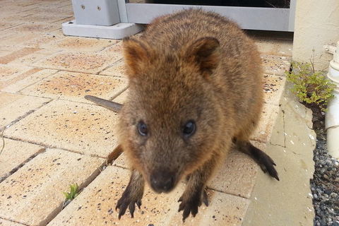 Wave Rock, Pinnacles And Rottnest One Day Aeroplane Tour - Timeshare Accommodation 0