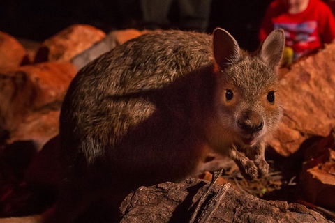 Alice Springs Desert Park Nocturnal Tour - Timeshare Accommodation 3