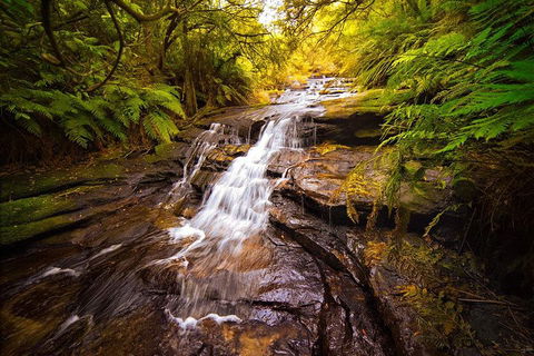 Fully Inclusive Blue Mountains Private Tour Inc Scenic World & Featherdale Entry - Timeshare Accommodation 3