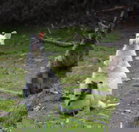 Full-Day Guided Bruny Island Tour from Hobart - Timeshare Accommodation