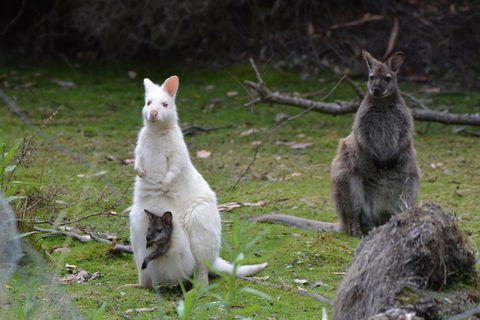 Full-Day Guided Bruny Island Tour From Hobart - Timeshare Accommodation 0