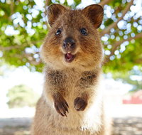 Discover Rottnest with Ferry  Bus Tour from Perth or Fremantle - Timeshare Accommodation