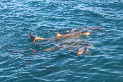 Roebuck Bay Snubfin Dolphin Cruise - Timeshare Accommodation 0