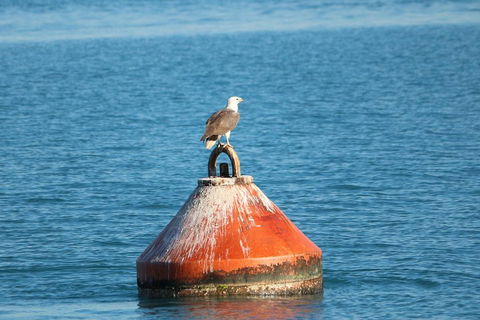 Roebuck Bay Snubfin Dolphin Cruise - Timeshare Accommodation 1
