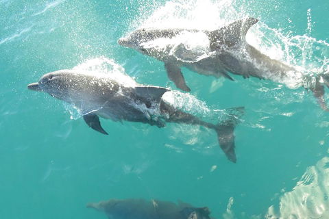 Roebuck Bay Snubfin Dolphin Cruise - Timeshare Accommodation 2