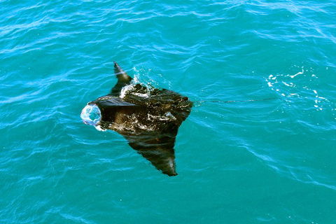 Roebuck Bay Snubfin Dolphin Cruise - Timeshare Accommodation 5