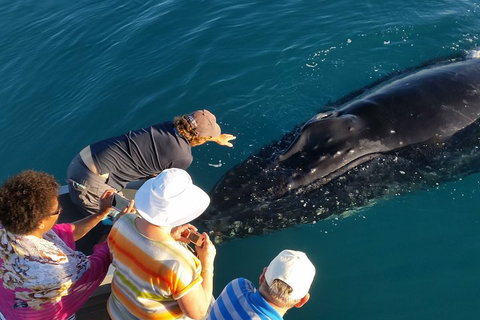 AOC Whale Watching From Broome - Timeshare Accommodation 0