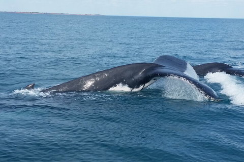 AOC Whale Watching From Broome - Timeshare Accommodation 1