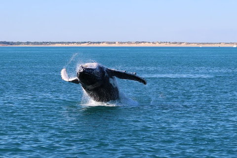 AOC Whale Watching From Broome - Timeshare Accommodation 2