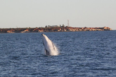 AOC Whale Watching From Broome - Timeshare Accommodation 3
