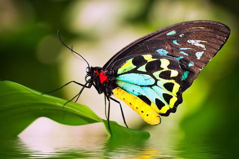 Australian Butterfly Sanctuary - Timeshare Accommodation 4