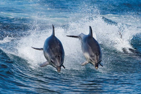 Full-Day Bruny Island Cruises Day Tour From Hobart - Timeshare Accommodation 5