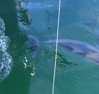 Dolphin Cruise from Adelaide with Optional Dolphin Swim - Timeshare Accommodation