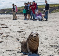 Kangaroo Island in a Day Tour from Adelaide - Timeshare Accommodation