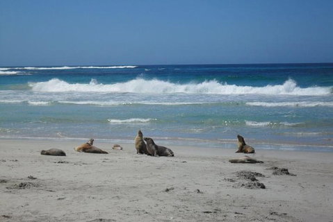 Kangaroo Island In A Day Tour From Adelaide - Timeshare Accommodation 1