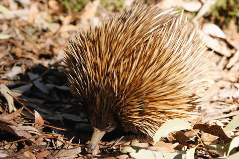 Kangaroo Island In A Day Tour From Adelaide - Timeshare Accommodation 2