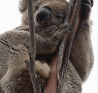 2-Day Kangaroo Island 4WD Small-Group Tour from Adelaide - Timeshare Accommodation