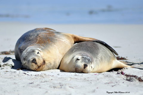 NEW TOUR - Kangaroo Island Road To Recovery Tour (1 Day/1 Night) - Timeshare Accommodation 1