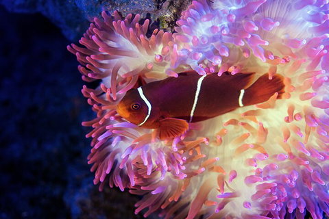 Cairns Aquarium Tour By Twilight With Drink And Appetiser - Timeshare Accommodation 5