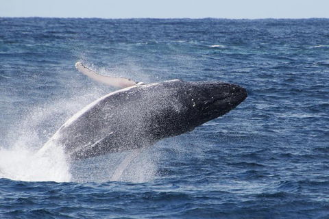 Whale Watching By Sea World Cruises - Timeshare Accommodation 0