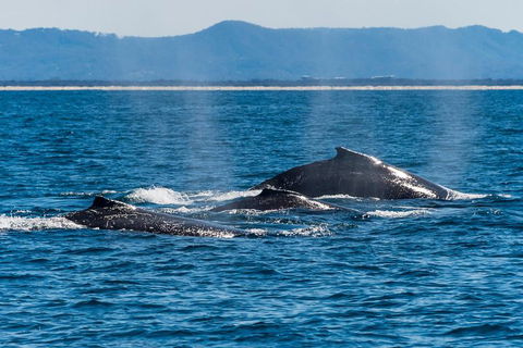 Whale Watching By Sea World Cruises - Timeshare Accommodation 4