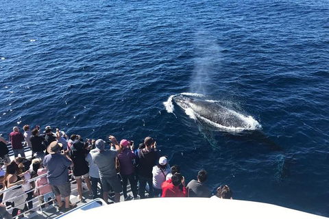 Whale Watching By Sea World Cruises - Timeshare Accommodation 5