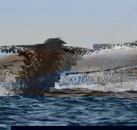 Sydney Whale-Watching Cruise Including Lunch or Breakfast - Timeshare Accommodation