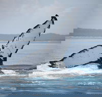 Hervey Bay Whale Watching Cruise - Timeshare Accommodation