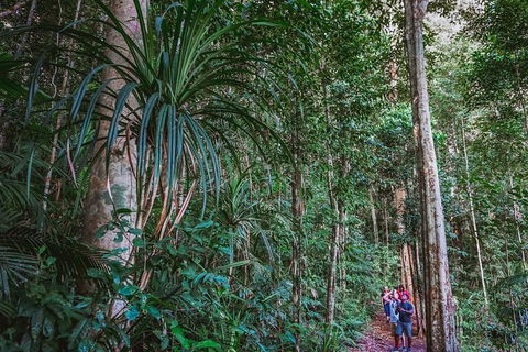 Atherton Tablelands Rain Forest By Night From Cairns - Timeshare Accommodation 0