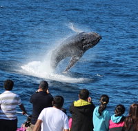Tangalooma Island Resort Whale Watching Day Cruise - Timeshare Accommodation