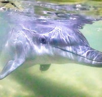Tangalooma Island Resort Whale Watching Day Cruise with Dolphin Feeding - Timeshare Accommodation