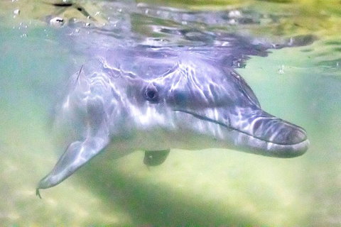 Tangalooma Island Resort Whale Watching Day Cruise With Dolphin Feeding - Timeshare Accommodation 0