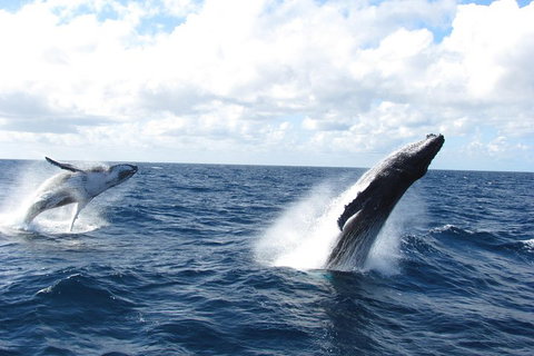 Tangalooma Island Resort Whale Watching Day Cruise With Dolphin Feeding - Timeshare Accommodation 1