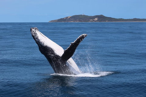Tangalooma Island Resort Whale Watching Day Cruise With Dolphin Feeding - Timeshare Accommodation 3