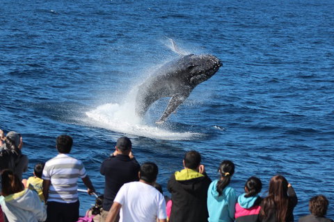 Tangalooma Island Resort Whale Watching Day Cruise With Dolphin Feeding - Timeshare Accommodation 5