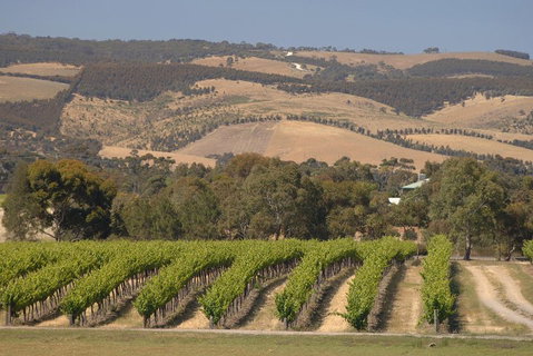 McLaren Vale And Glenelg Wine Tasting And Sightseeing (Half-day Afternoon) - Timeshare Accommodation 2