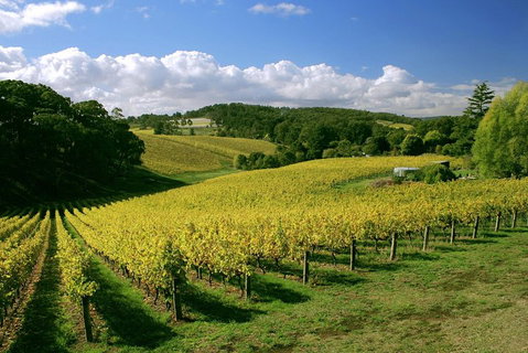 McLaren Vale And Glenelg Wine Tasting And Sightseeing (Half-day Afternoon) - Timeshare Accommodation 4
