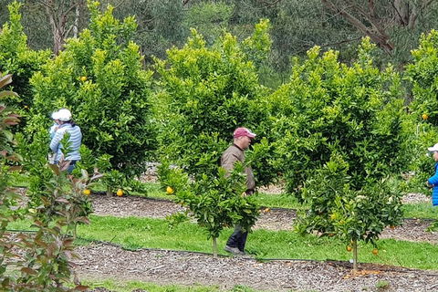 Dandenong Ranges And Rayners Orchard Tour From Melbourne - Timeshare Accommodation 2