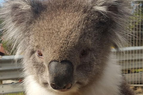 Full-Day Great Ocean Road Tour From Melbourne - Timeshare Accommodation 3